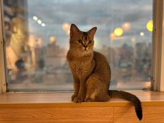 -喵小馆·猫咖狗咖猪咖·饮品店