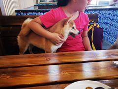 -柴源莊·柴小宠柴犬咖啡