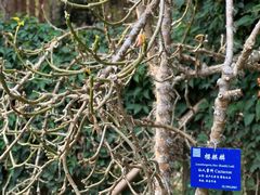 -中国科学院西双版纳热带植物园