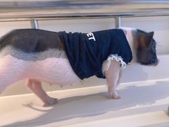 -怪兽屋·羊驼·猫咖·狗咖(俊华广场店)