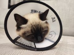 -瑞派康怡24h宠物医院·犬猫医疗中心·微创绝育(瑞景分院)