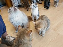 -有喵·猫咖·狗咖·30几只猫10只小狗(岗厦店)
