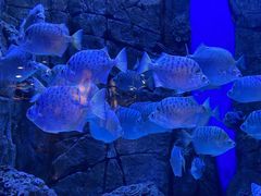 -成都浩海立方海洋公园