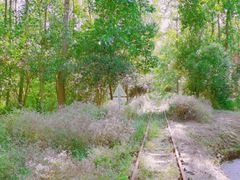 -合肥滨湖国家森林公园