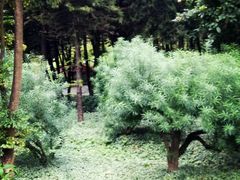 景点-广州珠江公园