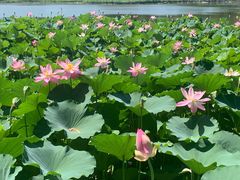 -莲花池公园