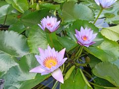 -三亚海棠湾万丽度假酒店