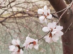 -桃花堤公园