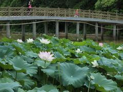 -金山公园
