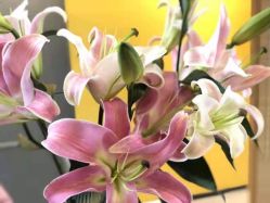 -FineYoga梵音瑜伽·普拉提