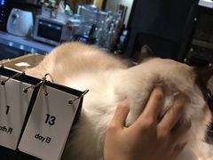 -咖法森林·咖啡  酒吧(天河店)