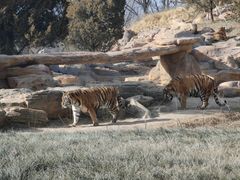 -北京野生动物园