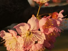 -顾村公园