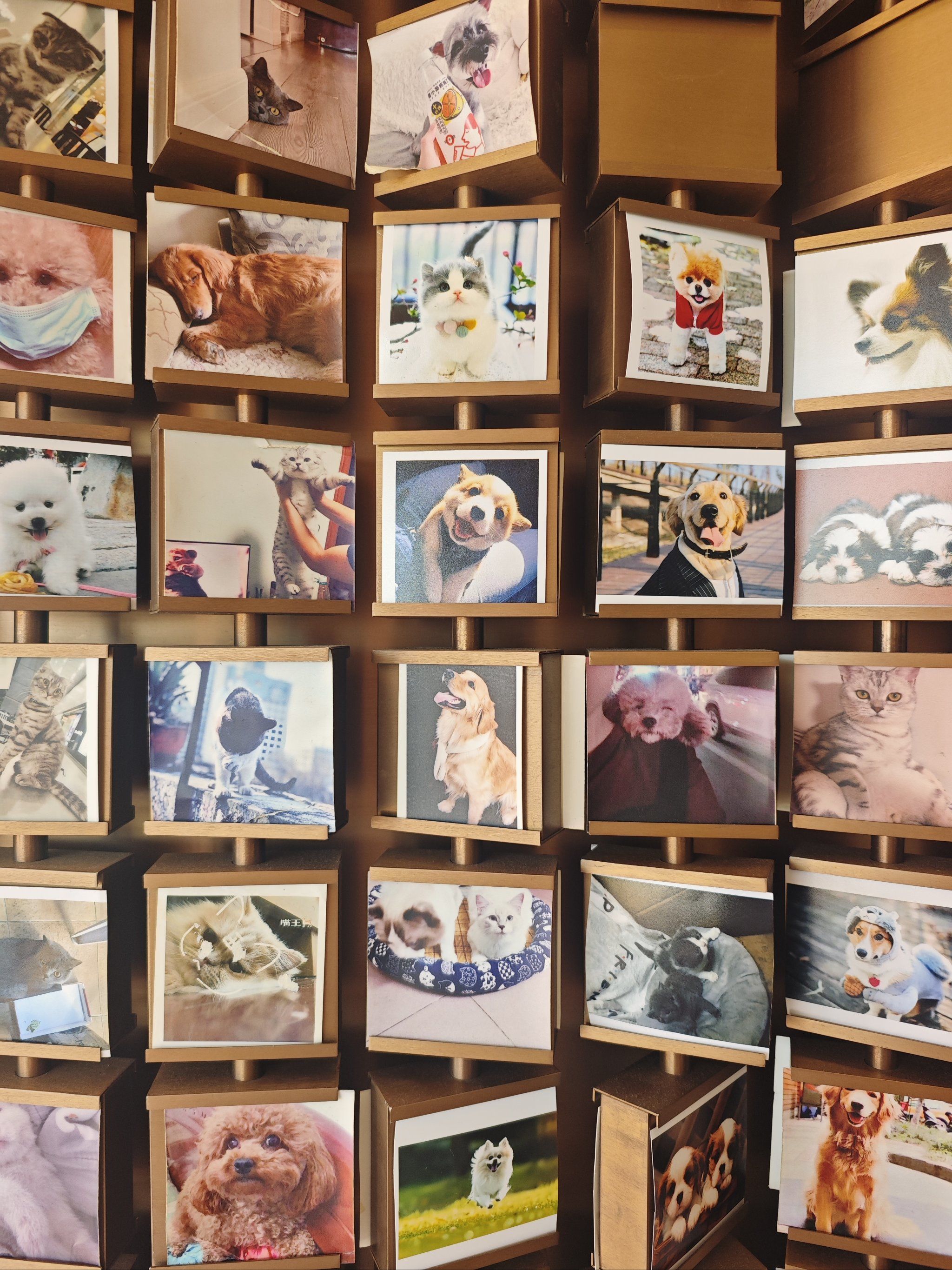 狗狗萌态百看不厌