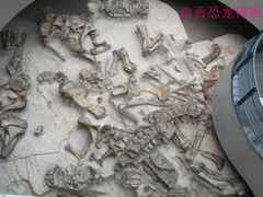 -自贡恐龙博物馆