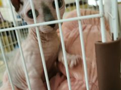 -平行世界·猫咖(首经贸店)