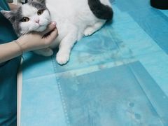 -关爱宠物医院·猫科中心·消化科(滨湖万达分院)