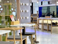 大堂-喵园·猫主题咖啡厅·撸猫·猫咖(国贸店)