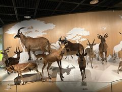 -陕西自然博物馆