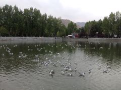 iphone_upload_pic-宗角禄康公园