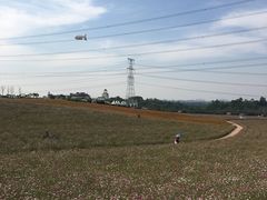 -紫颐香薰山谷景区
