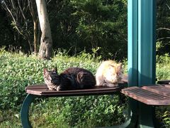 -吴淞炮台湾湿地森林公园烧烤区