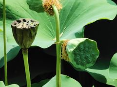 -莲花池公园