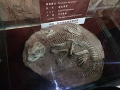 -中国西峡恐龙遗迹园
