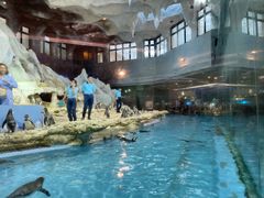 -帝企鹅自助餐厅•儿童岛•真企鹅(长隆企鹅酒店)