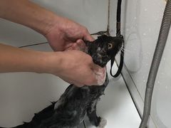 -千城康桥宠物医院·猫科·骨科·心脏