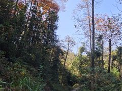 -青龙山国家森林公园