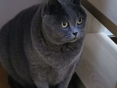 -创凡宠物医院·骨专科  猫科中心(西乡分院)
