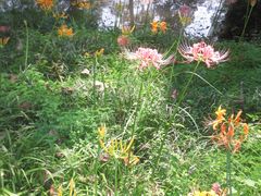 -杭州植物园