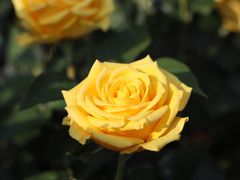 -人民公园(罗湖区)