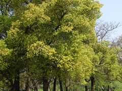 -上海共青森林公园