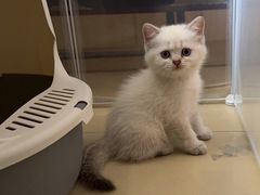 -瑞派康怡24h宠物医院·犬猫医疗中心·微创绝育(瑞景分院)