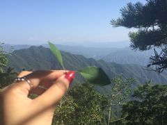 -王顺山国家森林公园