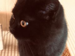 -喵屿·大理花园猫咖