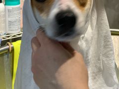 -PETKIT 小佩宠物·低压洗护·美容·寄养(安远店)