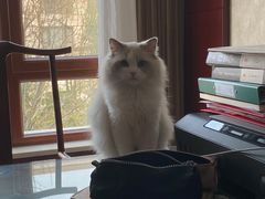 -猫大福·Fortune Cat猫舍(百子湾店)