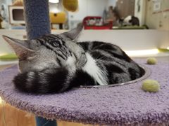 -COLOR PETS 撸猫馆·购猫·猫咖(长风大悦城店)