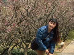 -香雪海