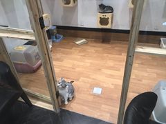 -猫色咖啡·猫咖