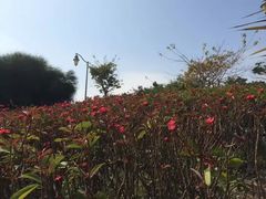 -福田红树林生态公园