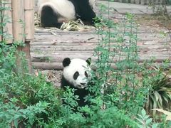 熊猫-成都大熊猫繁育研究基地