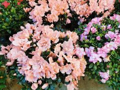 -双季花艺园艺市场(浦东店)