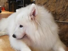 -more than meow吴止猫主题餐厅(承德 中船汇店)