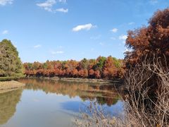 -上海海湾国家森林公园