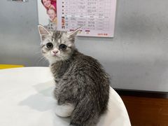 -瑞派动物医院·绝育·犬猫全科·预防医学(光景江南中店)