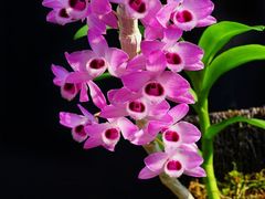 -小八仙·宴(三峡茶庄店)